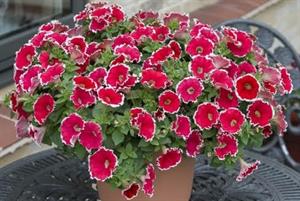Spinwheel Scarlet